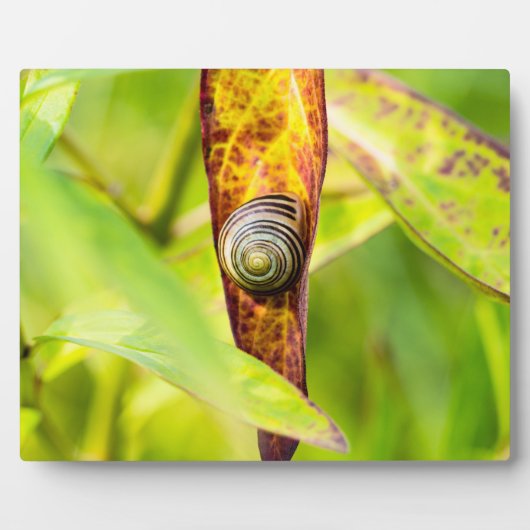 ruhige Bindung Fotoplatte (Vorderseite)