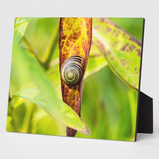 ruhige Bindung Fotoplatte (Seite)