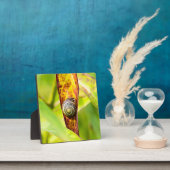 ruhige Bindung Fotoplatte (InSitu)