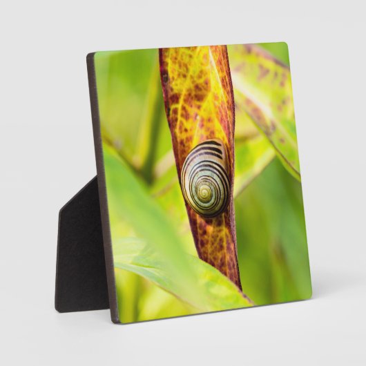 ruhige Bindung Fotoplatte (Vorderseite)