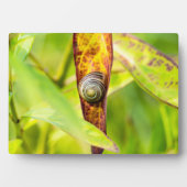 ruhige Bindung Fotoplatte (Vorderseite)