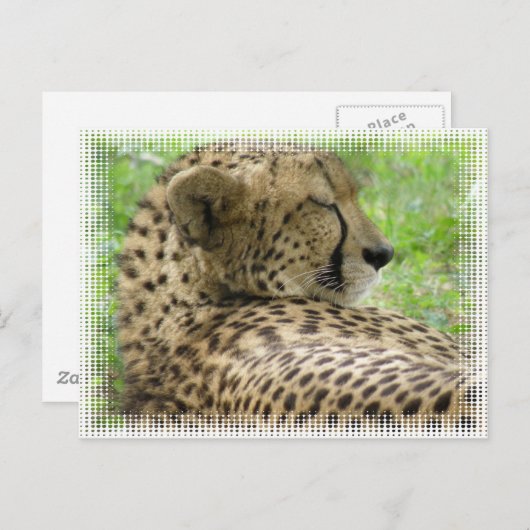 Ruhige Cheetah Postkarte (Vorne/Hinten)