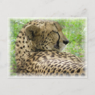 Ruhige Cheetah Postkarte