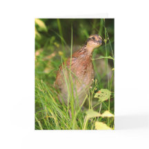 Ruhige Flüchtige Blicke aus dem Pinsel