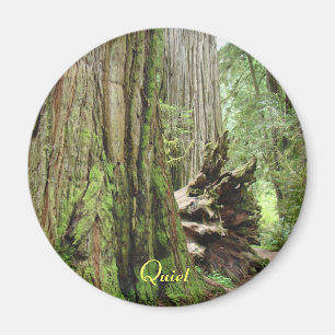 Ruhige große kalifornische Redwood-Wald-Magnete Magnet