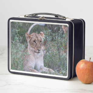 Ruhige Löwin – Safari-Wildlife-Moment Metall Brotdose