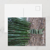 Ruhige Reflektion Postkarte (Vorne/Hinten)