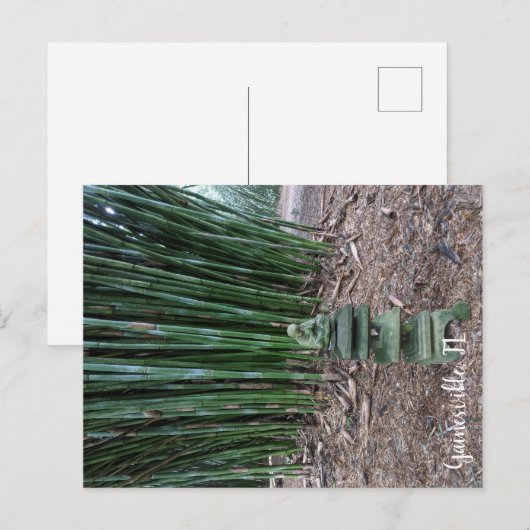 Ruhige Reflektion Postkarte (Vorne/Hinten)