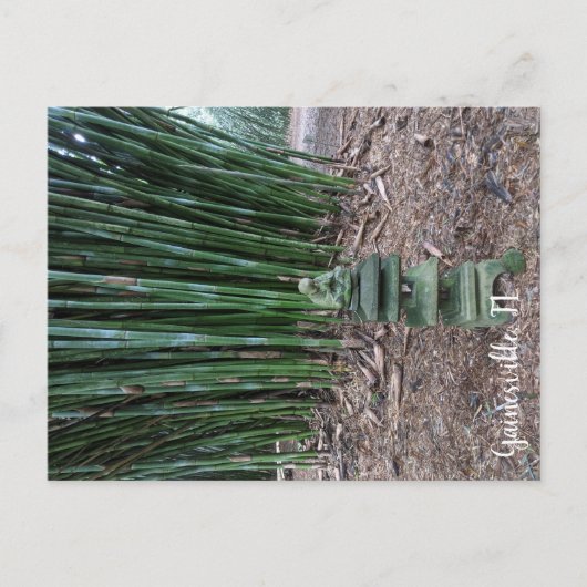 Ruhige Reflektion Postkarte (Vorderseite)