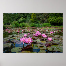 Ruhige Reflektionen: rosa Wasserlilien Poster