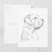 Ruhiger Labrador Retriever  Postkarte (Vorne/Hinten)