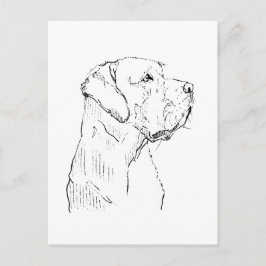 Ruhiger Labrador Retriever  Postkarte