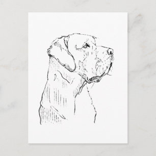 Ruhiger Labrador Retriever Postkarte