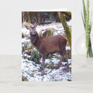 Ruhiger Rothirsch im schneebedeckten Wald Karte