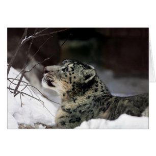 Ruhiger Schnee-Leopard