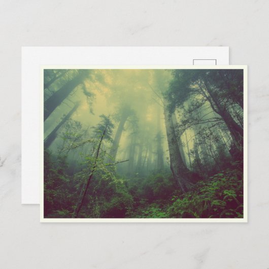 ruhiger Wald Postkarte (Vorne/Hinten)