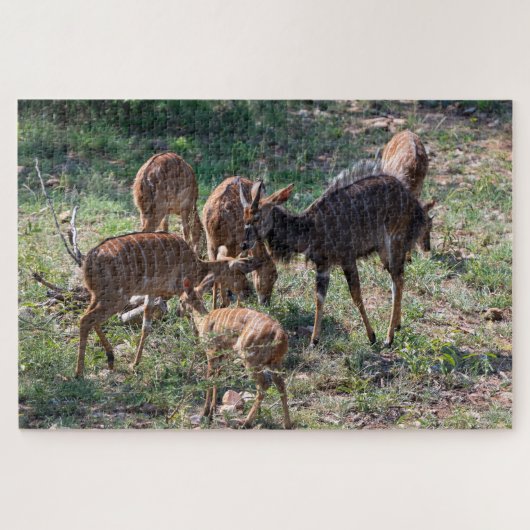 Ruhiges Antilopen – Afrikanische Natur Puzzle (Horizontal)