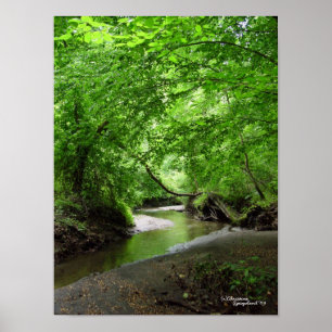 Ruhiges Curvy Strom-Waldplakat Poster