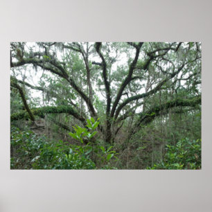 Ruhiges Tree Poster & Print