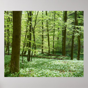 ruhiges Waldplakat Poster