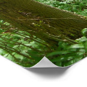 ruhiges Waldposter Poster (Ecke)