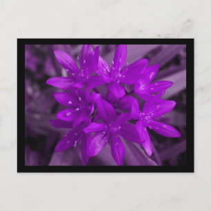 Ruhm der Lila Schneekarte Postkarte