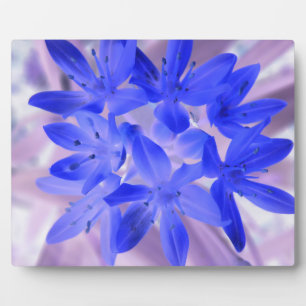 Ruhm des Schnees Schockierend Blaue Plakette Fotoplatte