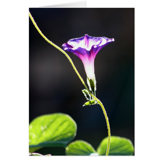 "Ruhm-" Winden-Fotografie (Vorne)