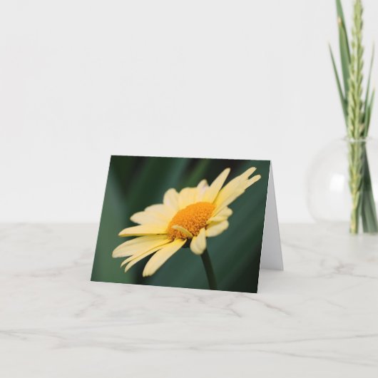 Ruhmreiche Daisy-Blumenfotografie (Vorderseite)