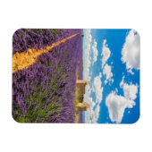 Ruin in Lavender Field, Frankreich Magnet (Horizontal)