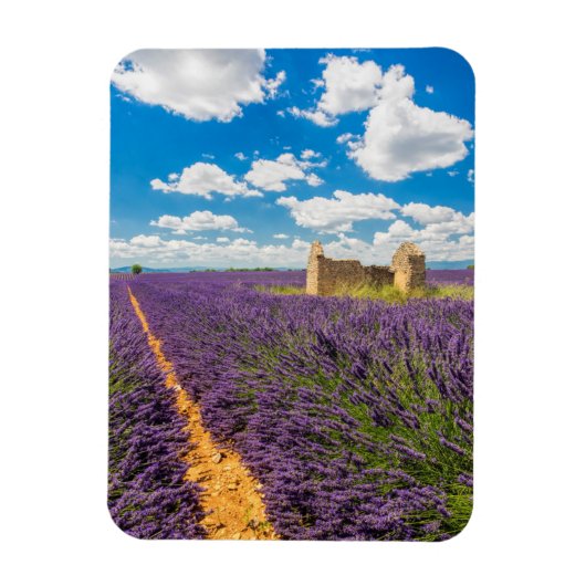 Ruin in Lavender Field, Frankreich Magnet (Vertikal)
