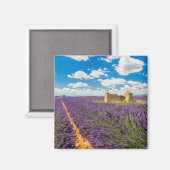 Ruin in Lavender Field, Frankreich Magnet (Vorderseite/Rückseite)