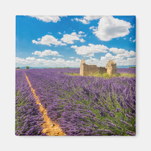 Ruine im Lavendelfeld, Frankreich Magnet