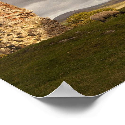 Ruinen der Burg Cessford mit Schafweiden Poster (Ecke)