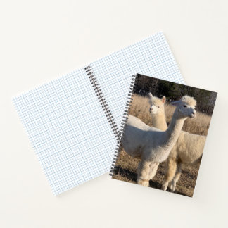 Ruled Spiral Notebook - Abby & Bailey Alpaca Notizblock