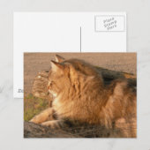 Rum Tum Tiggle Postkarte (Vorne/Hinten)