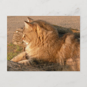 Rum Tum Tiggle Postkarte