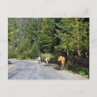 Rumänien, Moldau, zu Fuß durch die Kühe Postkarte