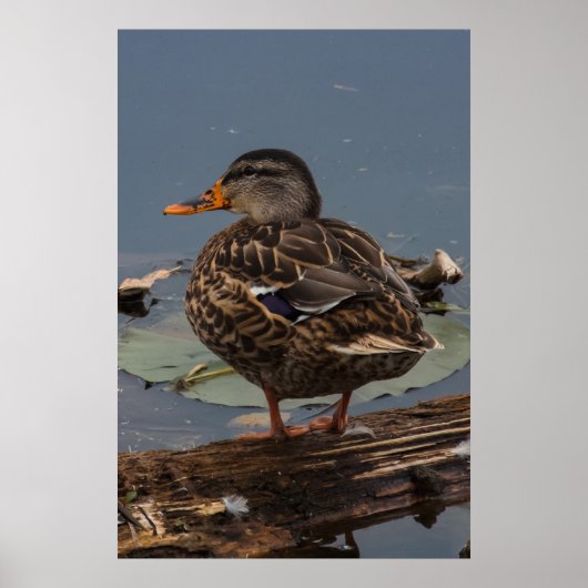 Rumhängen Poster (Vorne)