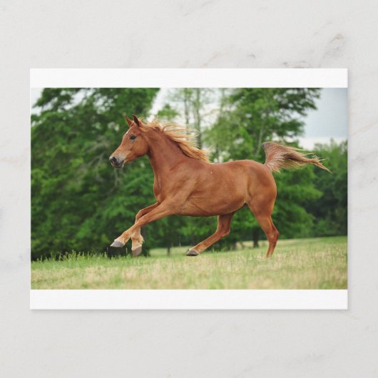 Run Baby Run Postkarte (Vorderseite)