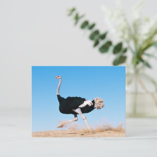 Run Ostrich Run Postcard Postkarte (Stehend Vorderseite)