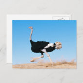 Run Ostrich Run Postcard Postkarte (Vorne/Hinten)