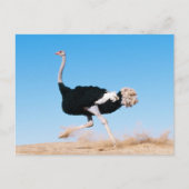 Run Ostrich Run Postcard Postkarte (Vorderseite)