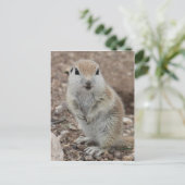 Rund-schwänzendes Baby-Ground-Eichhörnchen Postkarte (Stehend Vorderseite)