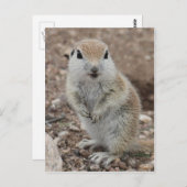 Rund-schwänzendes Baby-Ground-Eichhörnchen Postkarte (Vorne/Hinten)