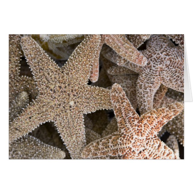 Rund um die Starfish (Vorderseite (Horizontal))
