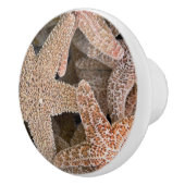 Rund um die Starfish Keramikknauf (Rechts)