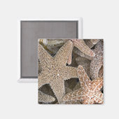 Rund um die Starfish Magnet (Vorderseite/Rückseite)
