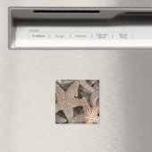 Rund um die Starfish Magnet (In Situ (Geschirrspüler))