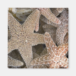 Rund um die Starfish Magnet